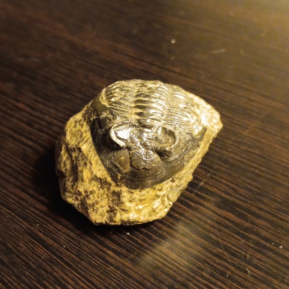 TRILOBITE FOSSIL - Picture 4 of 5